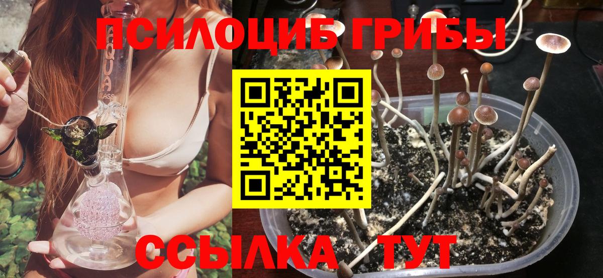 Псилоцибиновые грибы Cubensis Курчалой